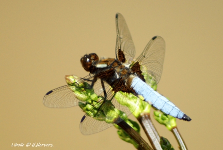 Blauwe Libelle