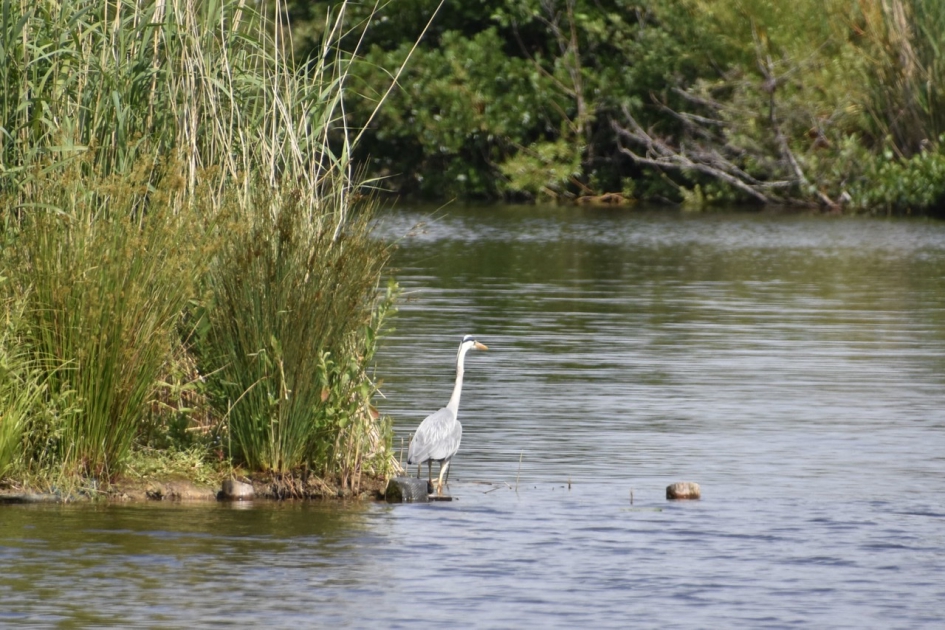 Blauwe reiger - Vogels - 