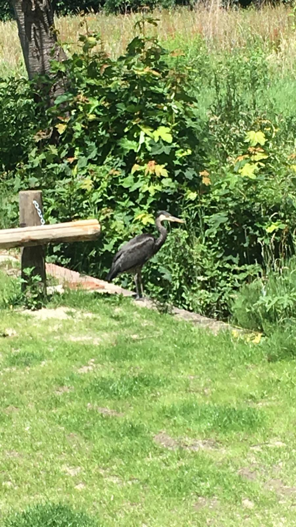 Blauwe reiger met melanisme - Vogels - Blauwe Reiger