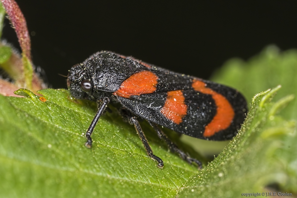 Bloedcicade (Cercopis vulnerata) - Geleedpotigen - Bloedcicade