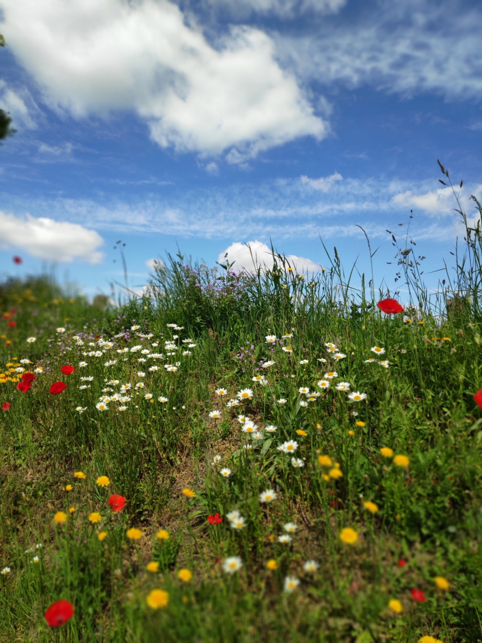 Bloemenzee - Planten - Klaproos