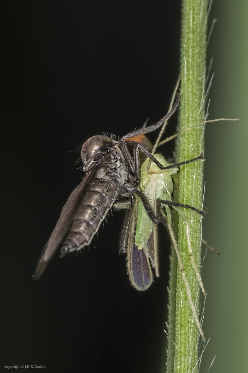 Bocheldansvlieg (Bicellaria spec.) - Geleedpotigen - Bocheldansvlieg