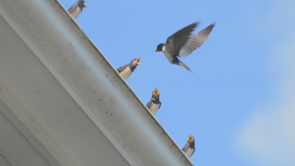 Boerenzwaluwjongen worden gevoed - Vogels - Boerenzwaluw