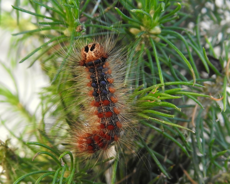 Bolletjestrui - Geleedpotigen - Plakker