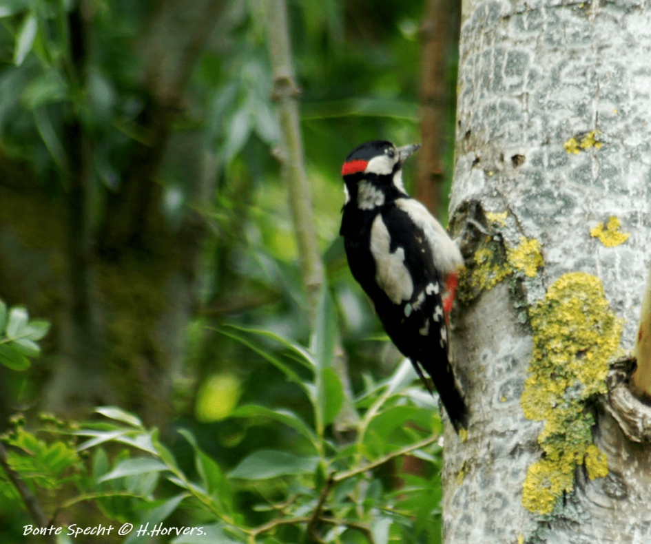 Bonte Specht - Vogels - Bonte Specht
