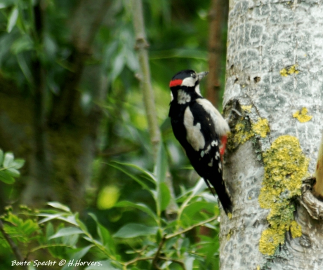 Bonte Specht