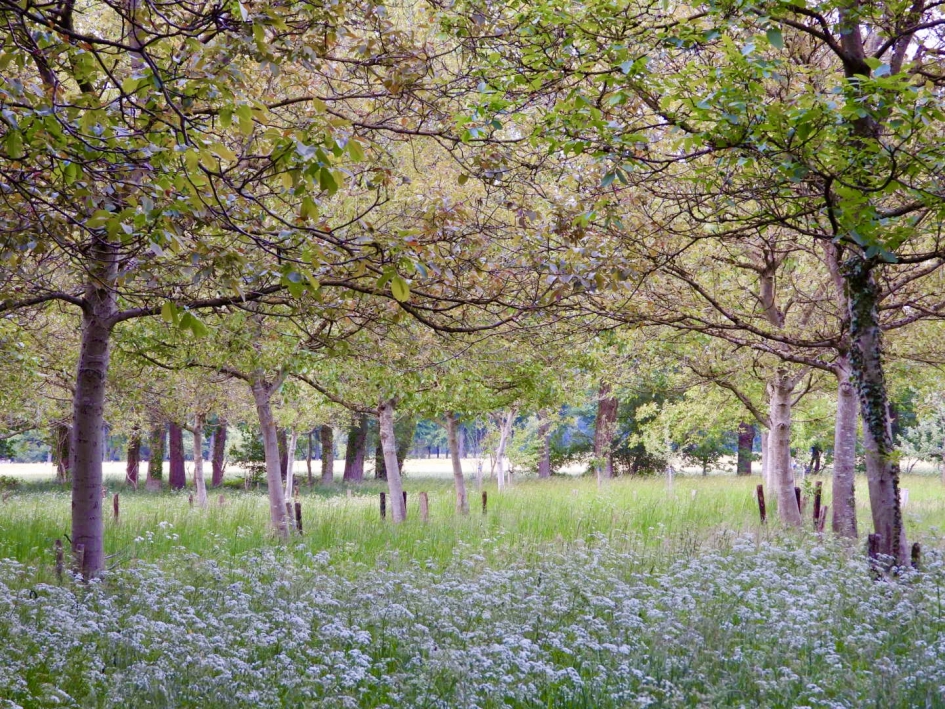 Boomgaard in de mooie meimaand - Weer en landschap - Boomgaard