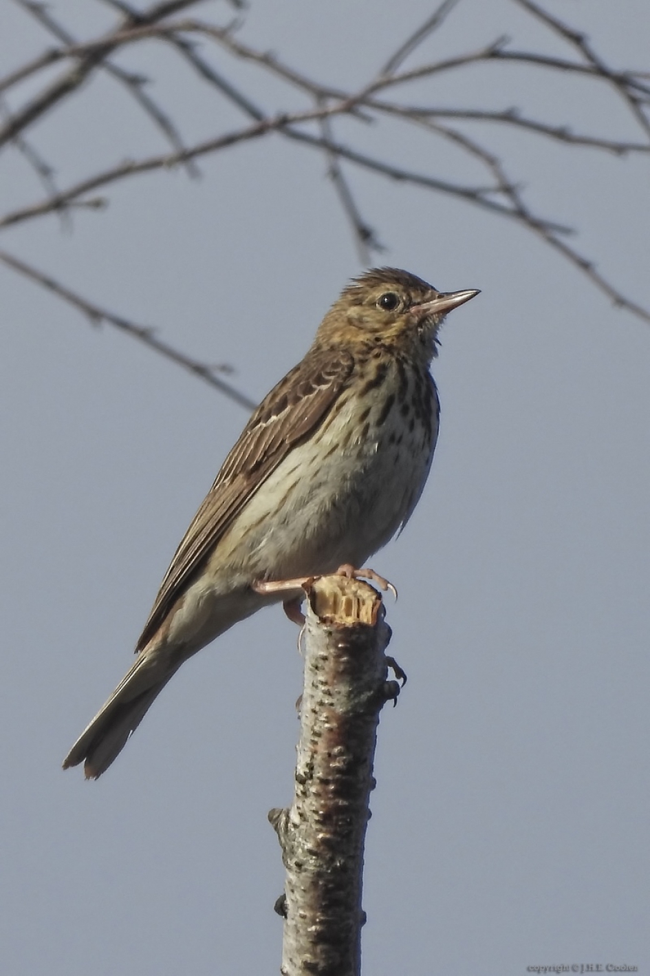 Boompieper (Anthus trivialis) - Vogels - Boompieper
