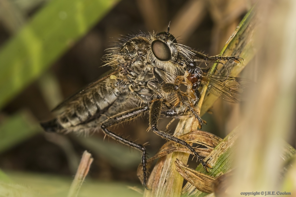 Borstelroofvlieg (Dysmachus trigonus) - Geleedpotigen - Borstelroofvlieg