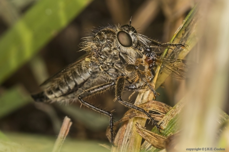 Borstelroofvlieg (Dysmachus trigonus)