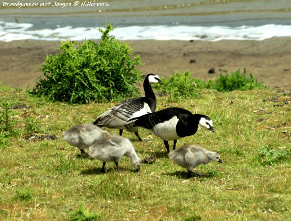 Brandganzen met jongen - Vogels - Brandganzen met jongen