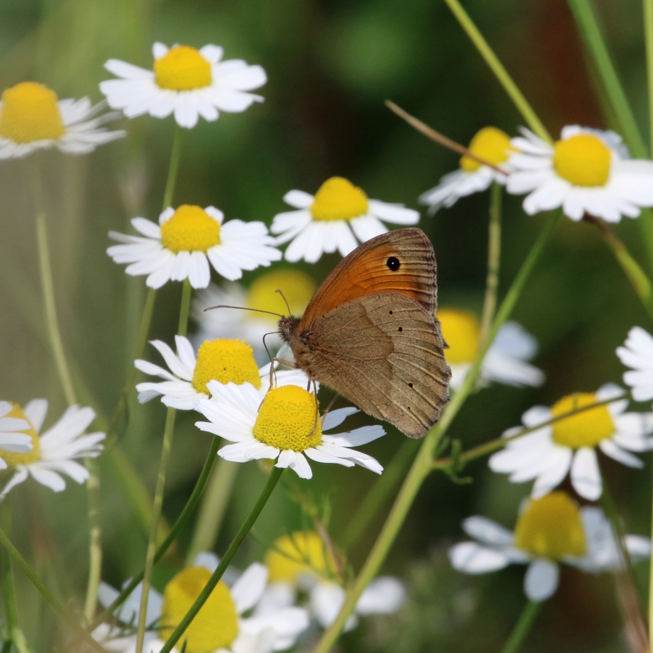 Bruin zandoogje - Geleedpotigen - 