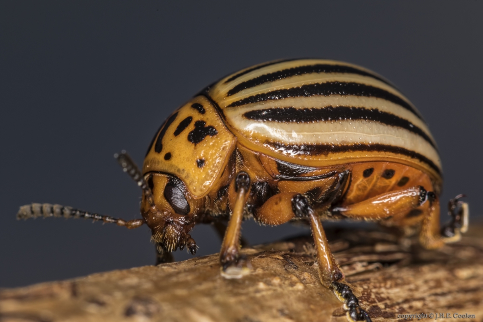 Coloradokever (Leptinotarsa decemlineata) - Geleedpotigen - Coloradokever