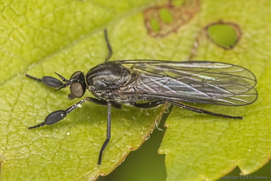 Dansvlieg (Hilara spec.) - Geleedpotigen - Dansvlieg