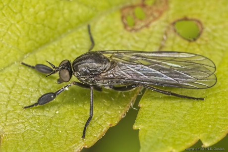 Dansvlieg (Hilara spec.)