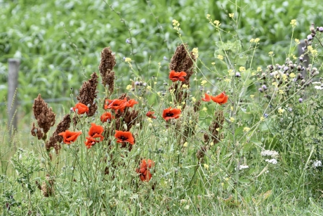 De laatste klaprozen in de berm