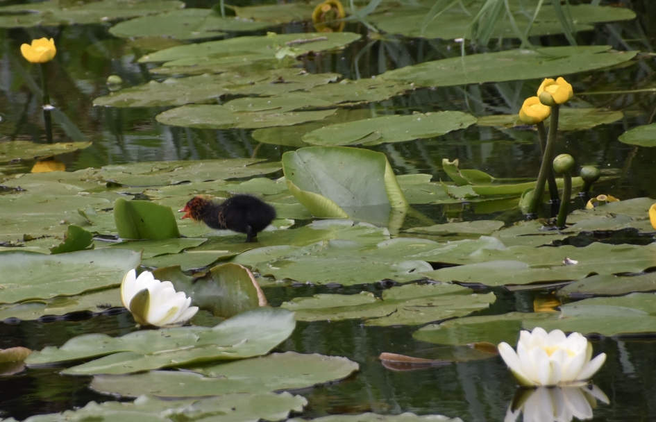 De pulletjes ..... - Vogels - 