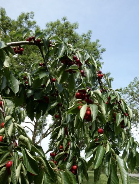 De takken zijn zwaar