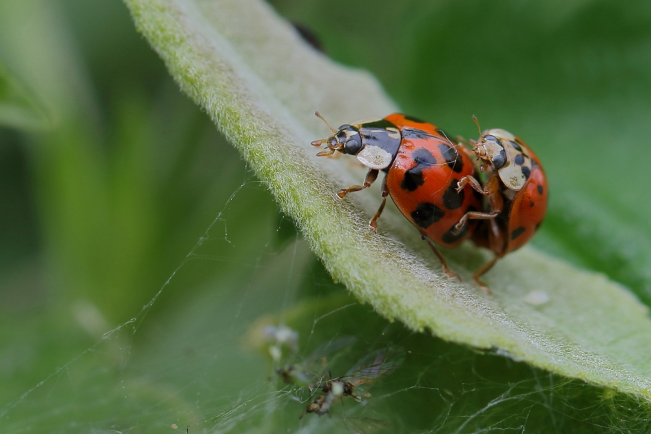 de toekomst wordt uitgestippeld - Geleedpotigen - veelstippig Aziatisch lieveheersbeestje
