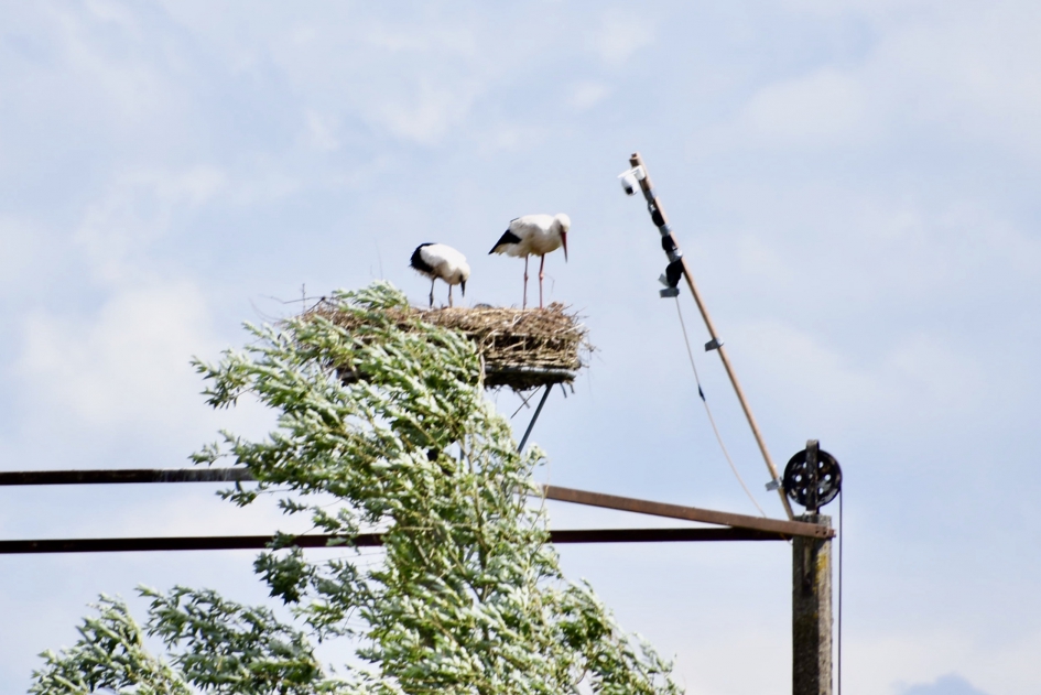 De voorkant van nest en ooievaars - Vogels - 