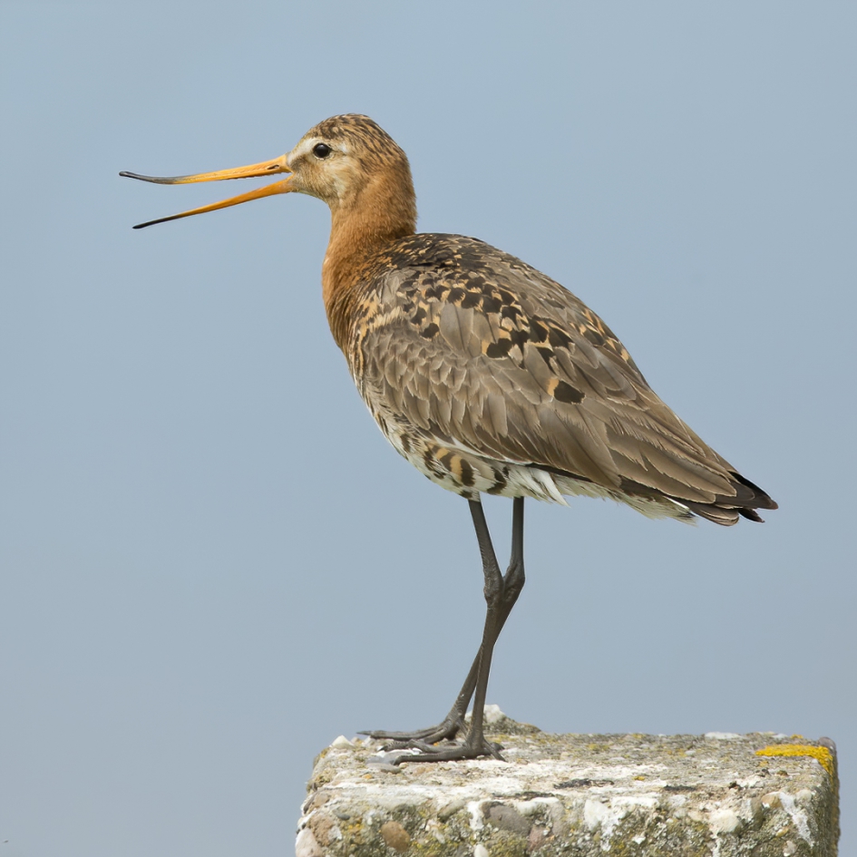 De Vrolijke Grutto - Vogels - Grutto