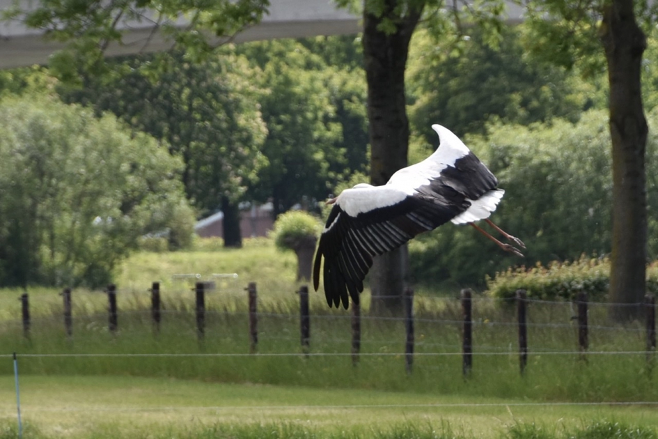 De wereld in... - Vogels - 