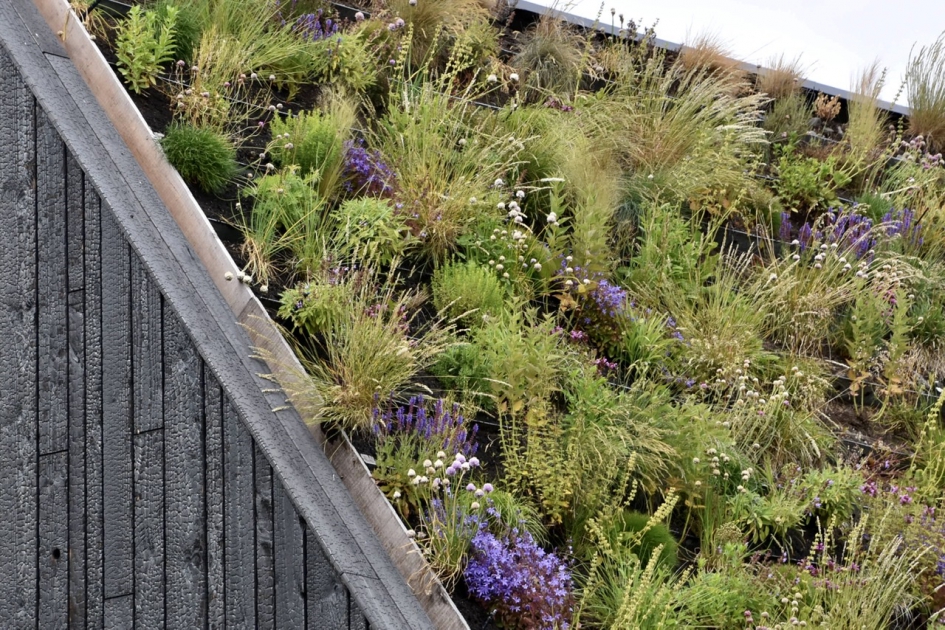 Detail daktuin - Planten - 