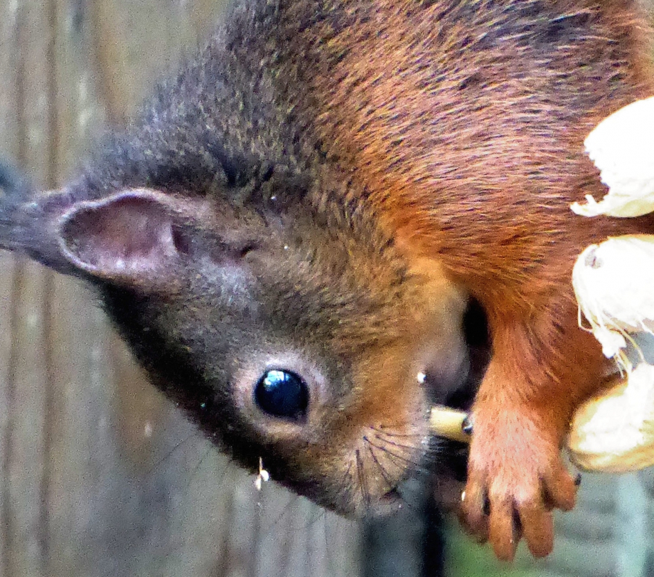 diefje - Zoogdieren - Eekhoorn