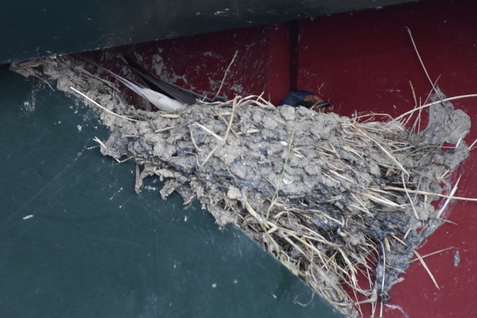 Diep in het nestje - Vogels - 