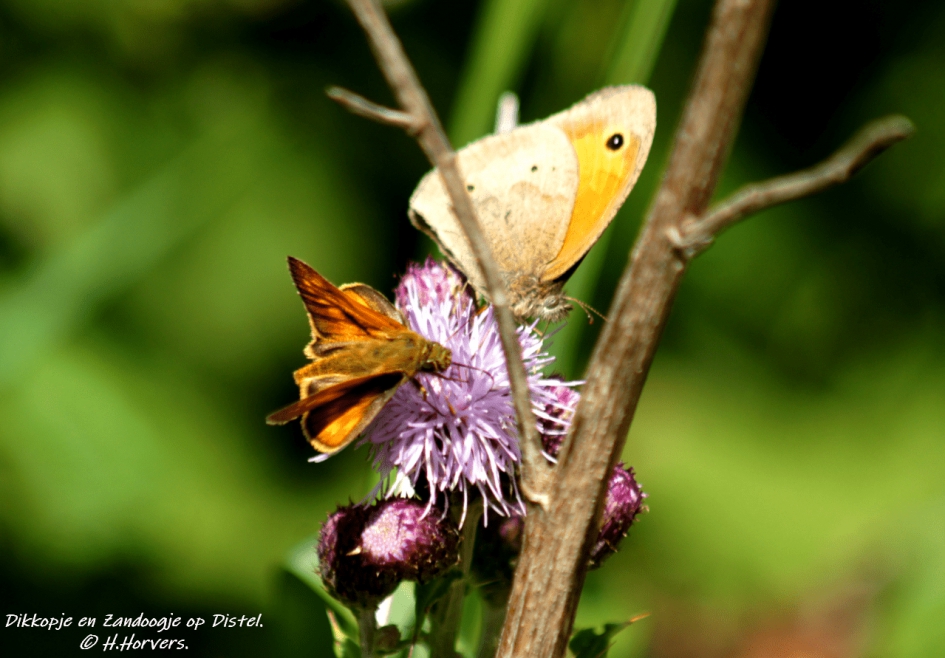 Dikkopje en Zandoogje op Distel. - Geleedpotigen - Dikkopje en Zandoogje op Distel.