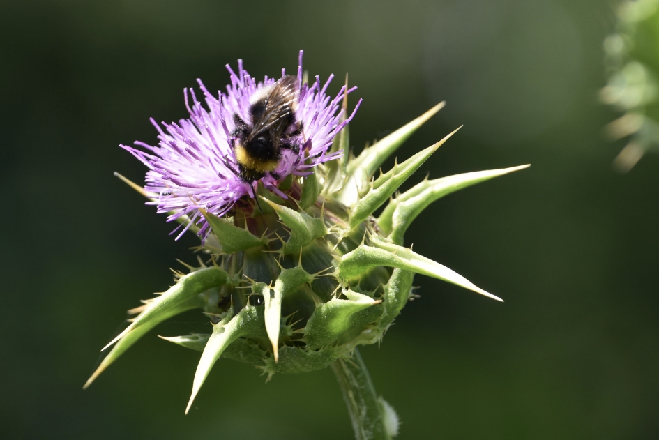 Distel met bezoek - Planten - 