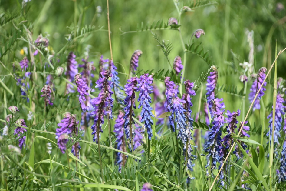 Dit is de wikke! - Planten - 