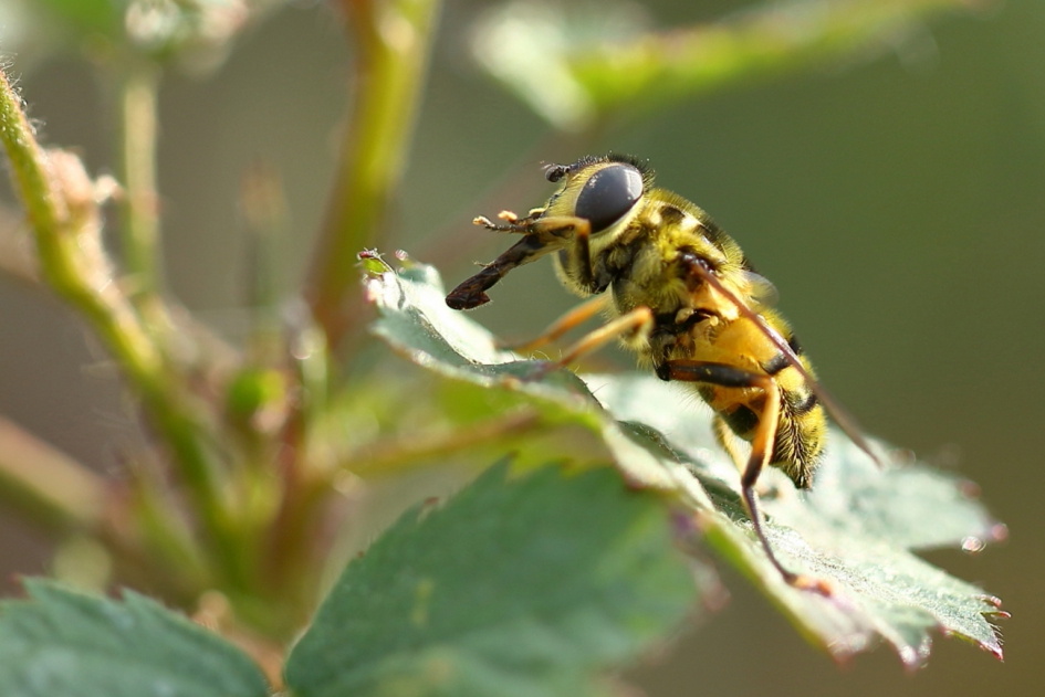 doodskopzweefvlieg - Geleedpotigen - doodskopzweefvlieg