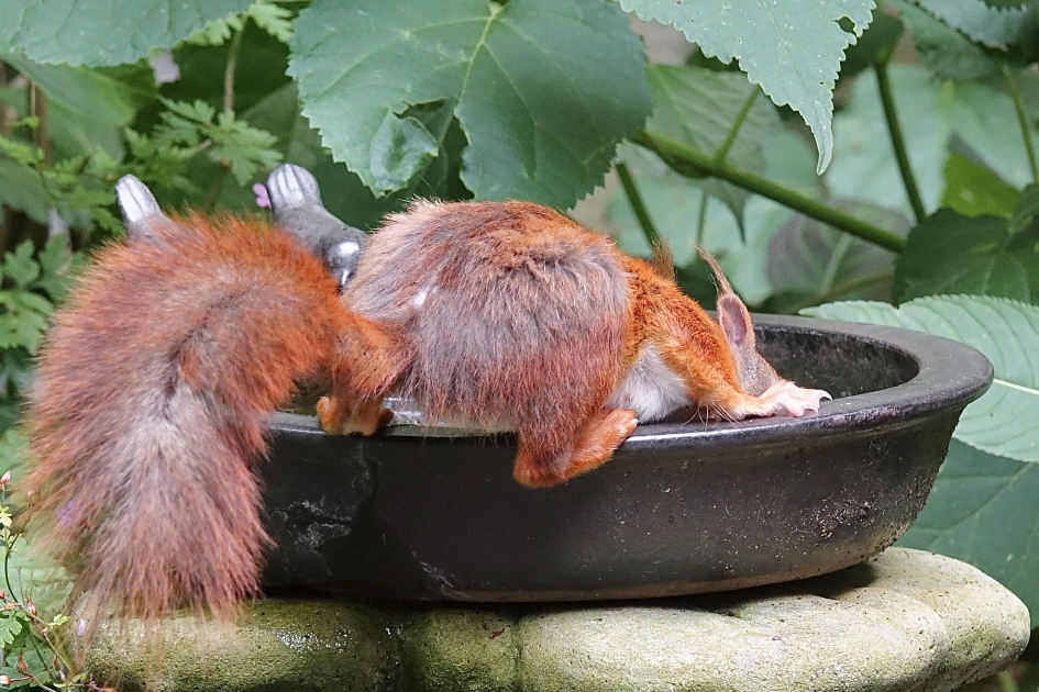 Dorstig - Zoogdieren - Eekhoorn