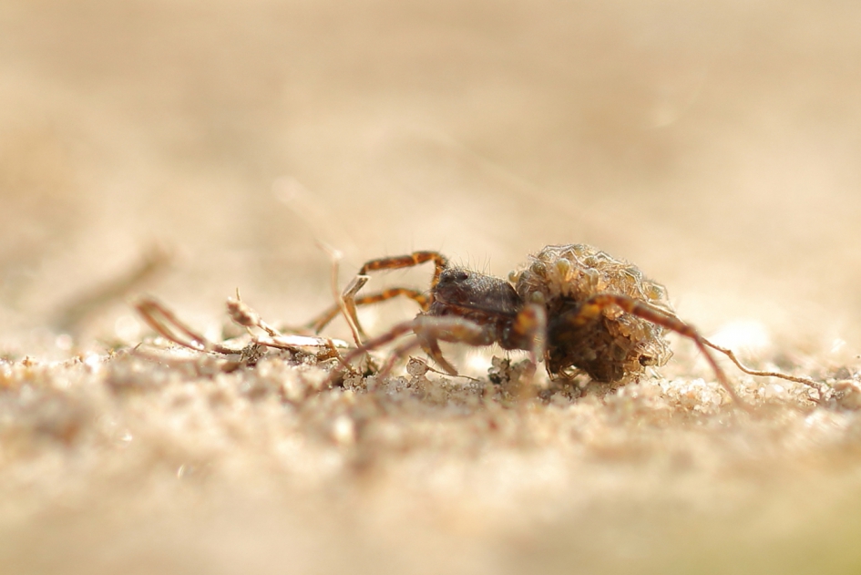 draagmoeder - Geleedpotigen - wolfspin