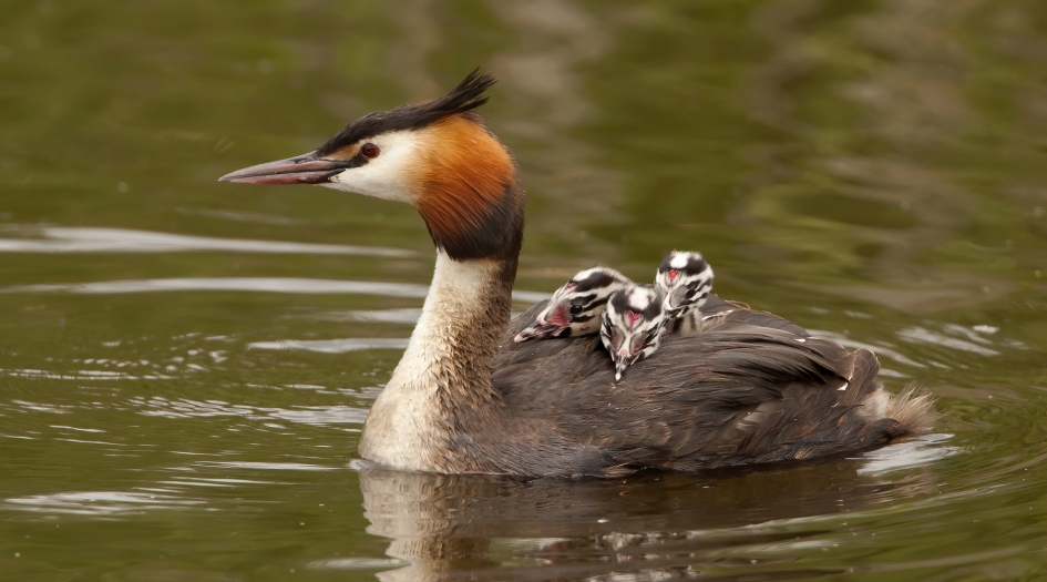 Drieling - Vogels - Fuut