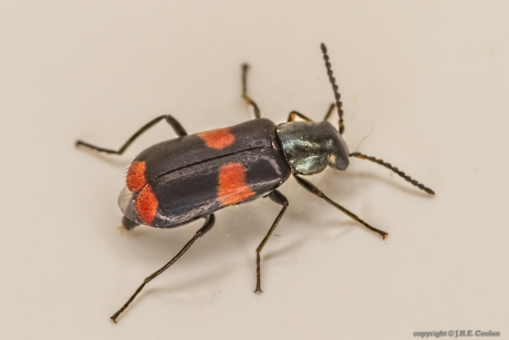 Dubbelgevlekte bastaardweekschildkever (Anthocomus fasciatus)