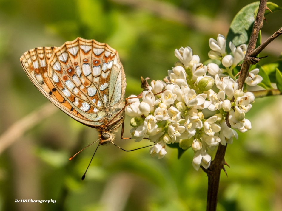 Duinparelmoervlinder. - Geleedpotigen - Duinparelmoervlinder.