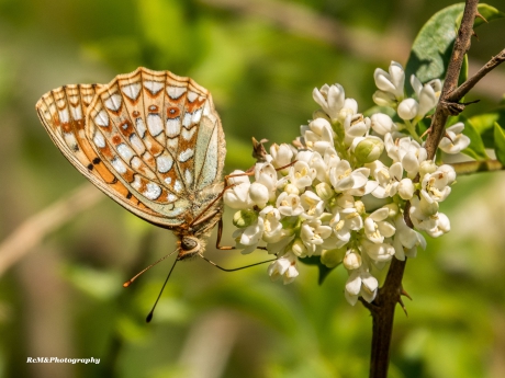 Duinparelmoervlinder.