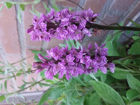Een bloeiende rietorchis in plantenbak in Amsterdam-Centrum