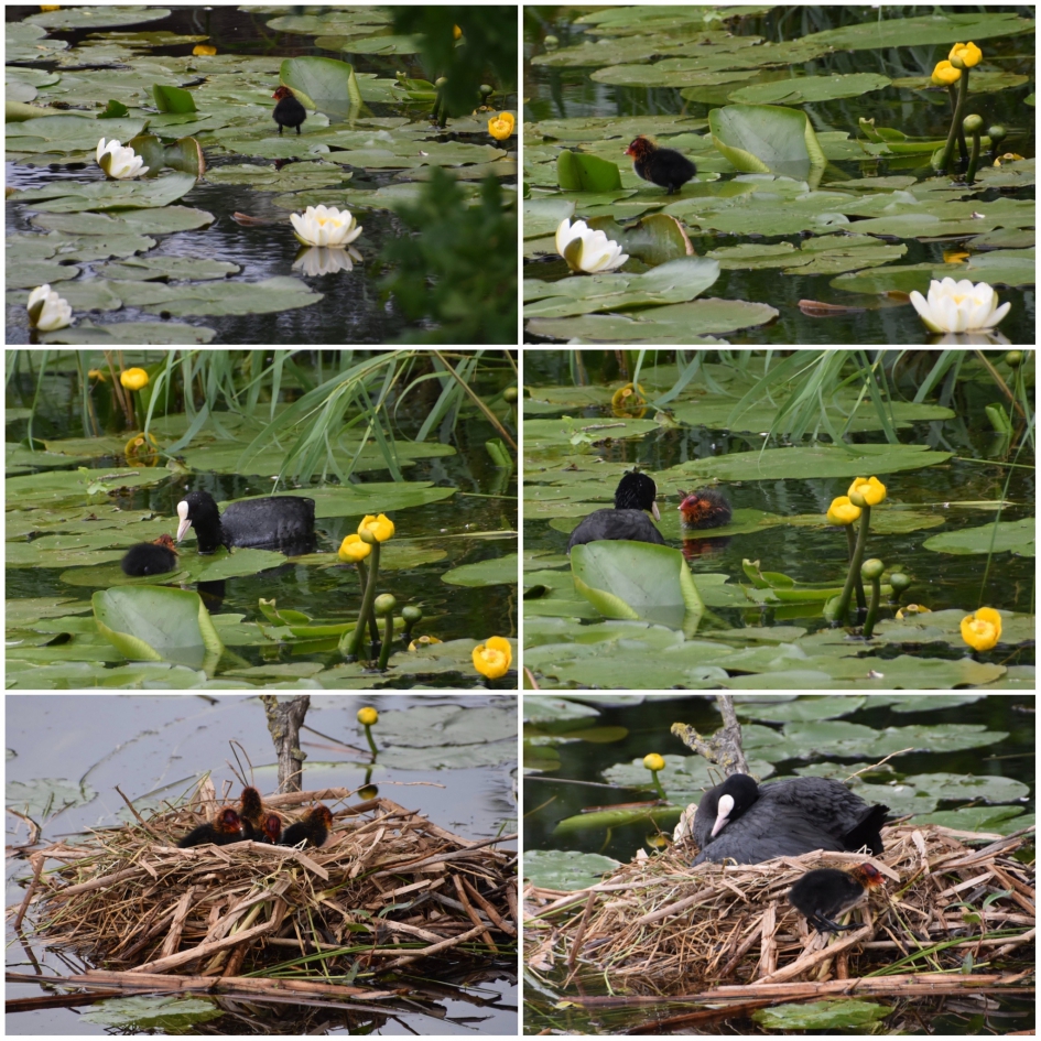 Een feest om te volgen... - Vogels - 
