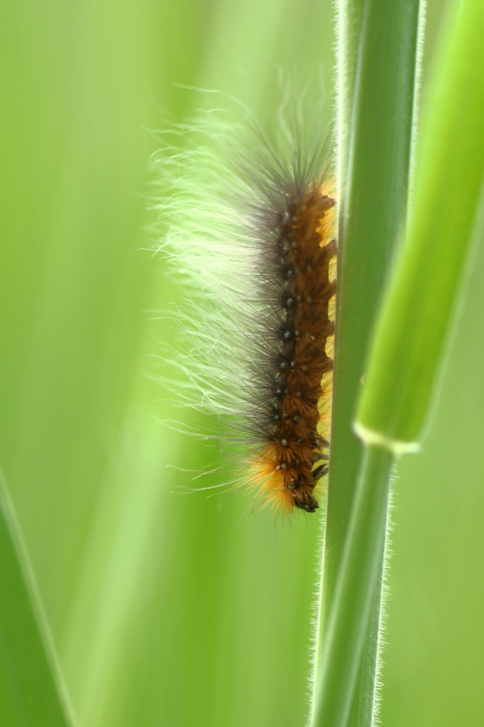 een harig type - Geleedpotigen - grote beer