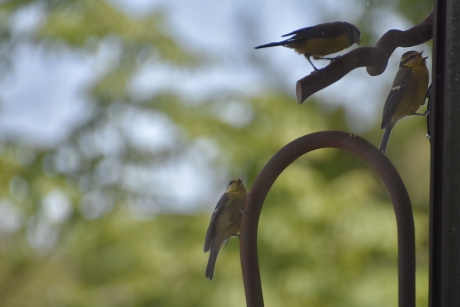 Een hele drukte voor de pindakaaspot