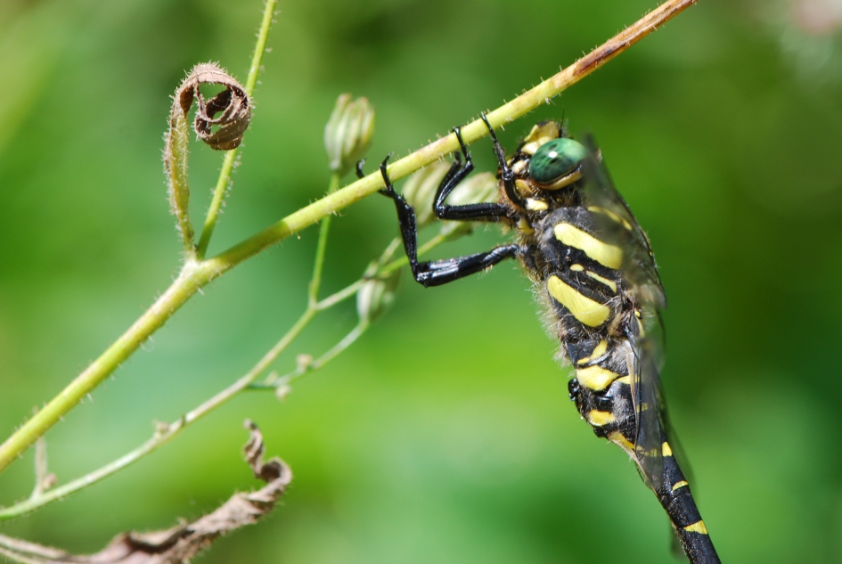 Een kijkje nemen - Geleedpotigen - Libelle