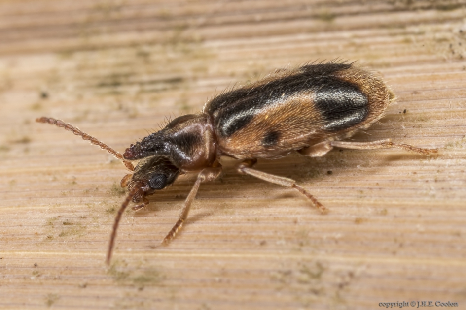 Eenhoornige Snoerhalskever (Notoxus monoceros) - Geleedpotigen - Eenhoornige Snoerhalskever