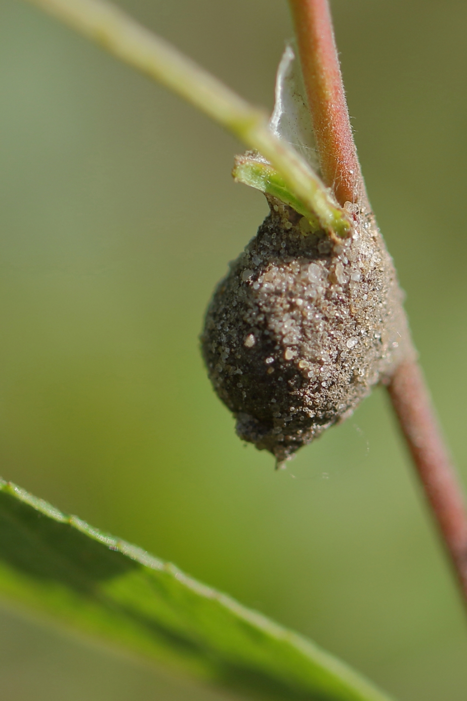 ei van de bodemzakspin - Geleedpotigen - bodemzakspin