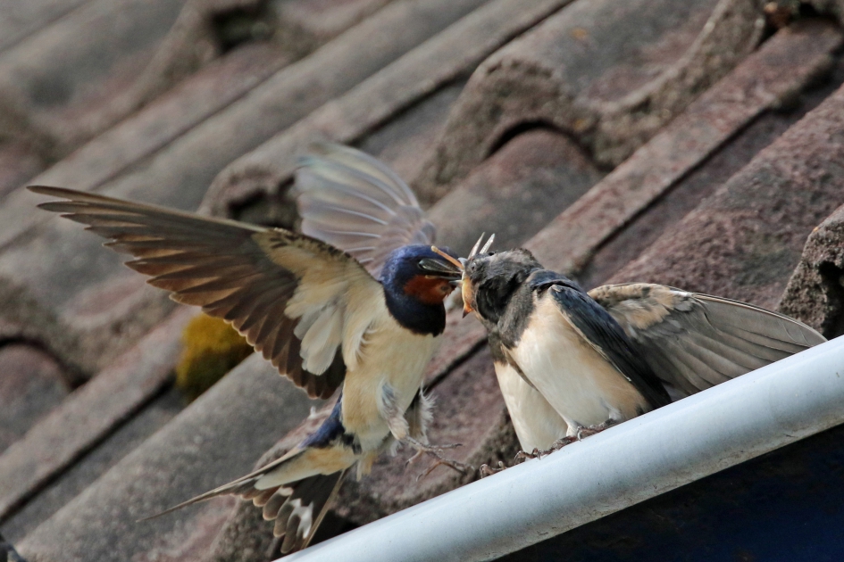 Eindelijk... - Vogels - 