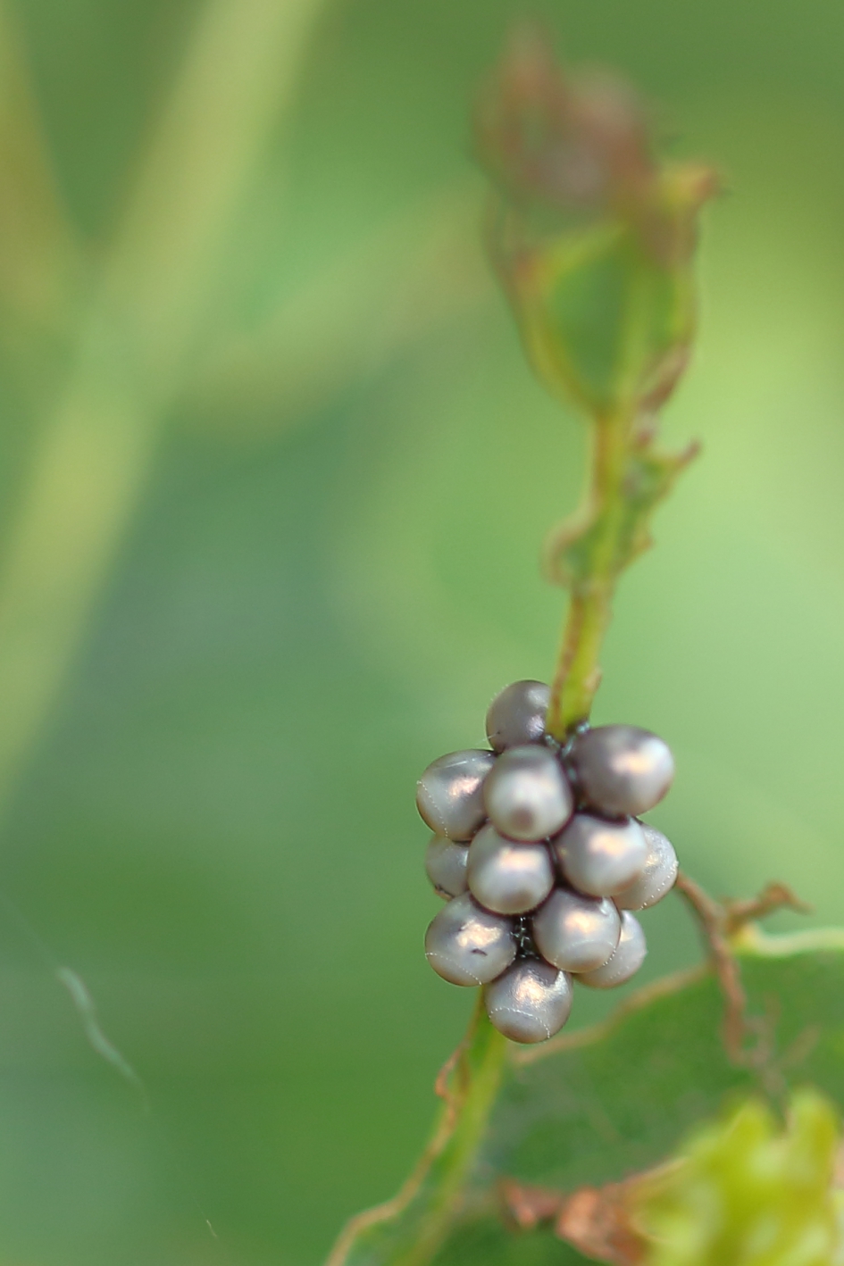 eitjes van de veelvraat - Geleedpotigen - veelvraat