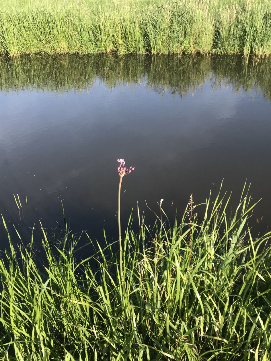 En daar sta ik helemaal alleen - Planten - Zwanebloem