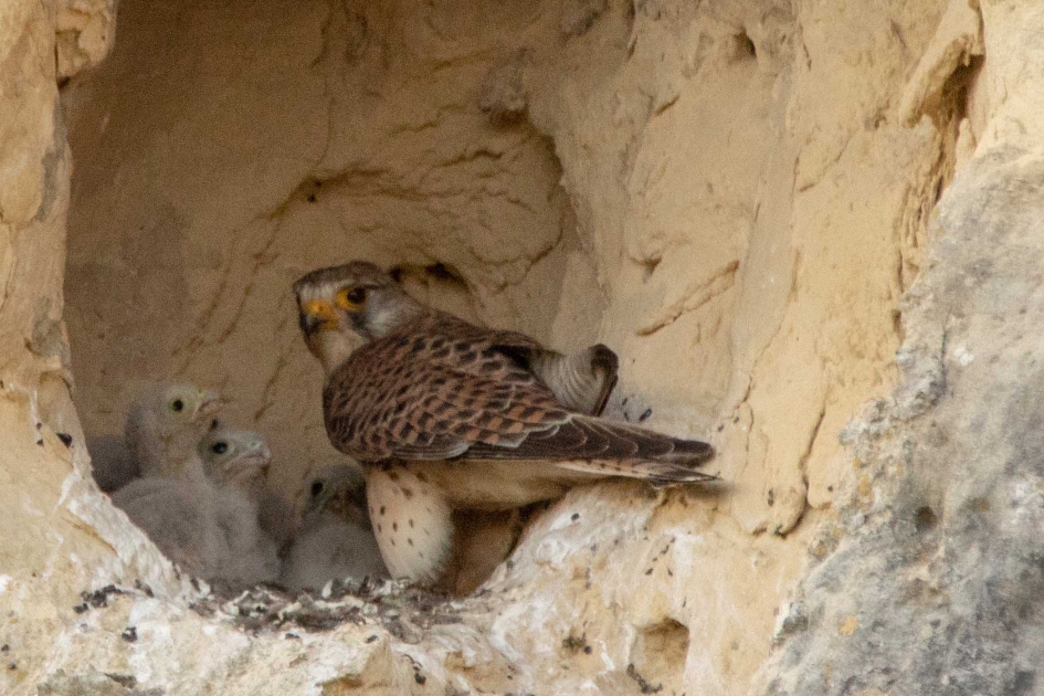 Familie Torenvalk - Vogels - Torenvalk